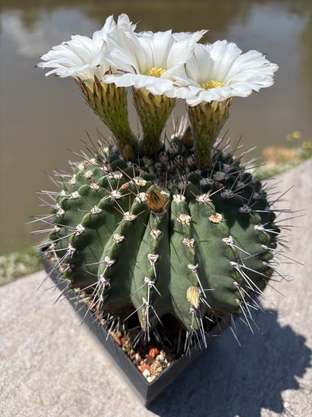 Acanthocalycium klimpelianum